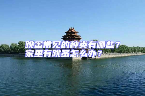 跳蚤常見(jiàn)的種類有哪些？家里有跳蚤怎么辦？