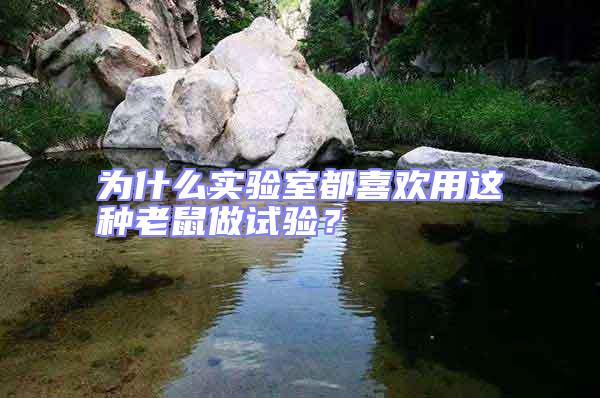 為什么實驗室都喜歡用這種老鼠做試驗？