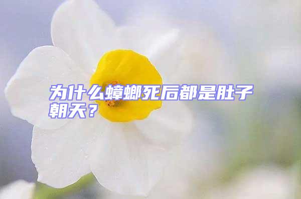 為什么蟑螂死后都是肚子朝天？