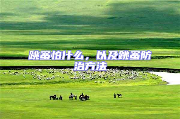 跳蚤怕什么，以及跳蚤防治方法