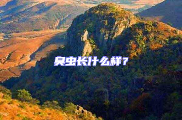 臭蟲長什么樣？