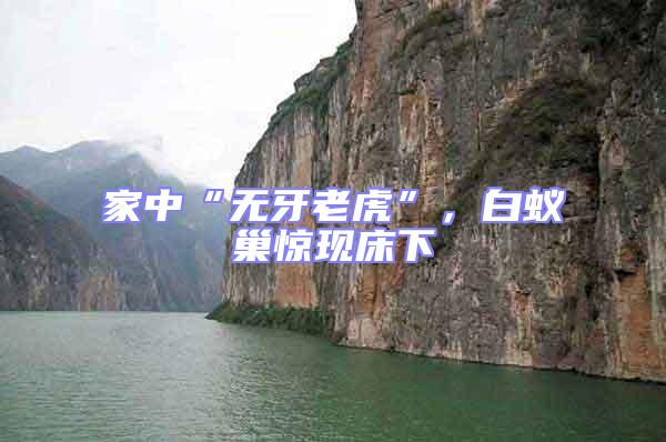 家中“無牙老虎”，白蟻巢驚現(xiàn)床下