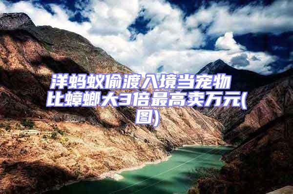 洋螞蟻偷渡入境當(dāng)寵物 比蟑螂大3倍最高賣萬元(圖)