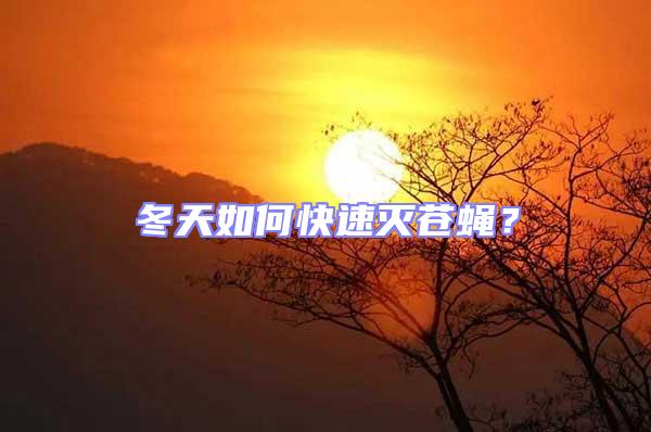 冬天如何快速滅蒼蠅？