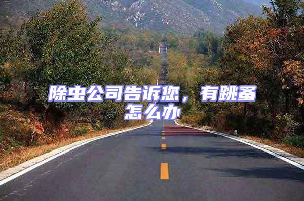 除蟲公司告訴您，有跳蚤怎么辦