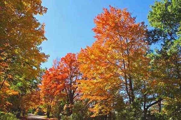 怎么樣消殺蚊、清除蚊蟲孳生地預防登革熱