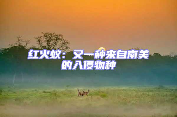 紅火蟻:又一種來自南美的入侵物種