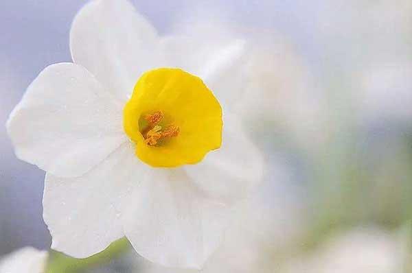 林木白蟻防治方法