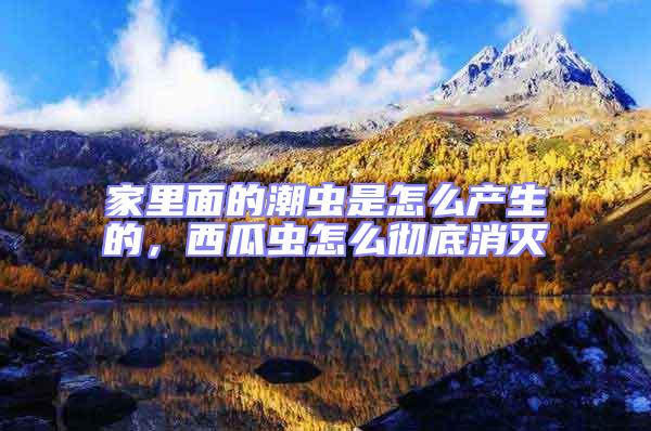 家里面的潮蟲(chóng)是怎么產(chǎn)生的，西瓜蟲(chóng)怎么徹底消滅