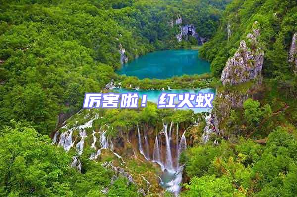 厲害啦！紅火蟻