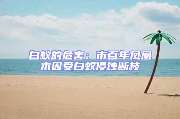 白蟻的危害：市百年鳳凰木因受白蟻侵蝕斷枝