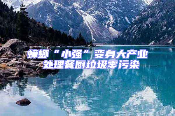 蟑螂“小強”變身大產業 處理餐廚垃圾零污染