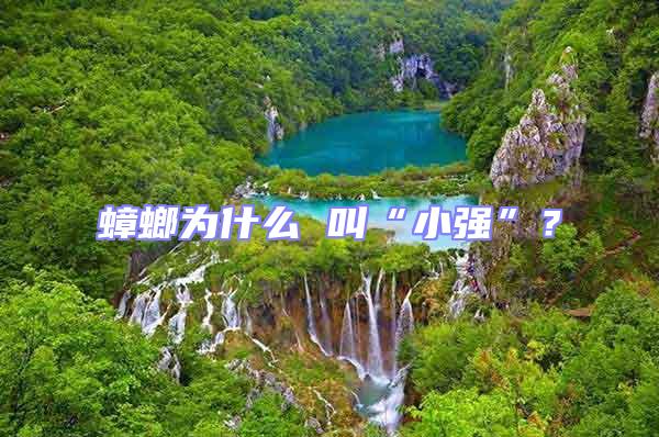 蟑螂為什么 叫“小強”？