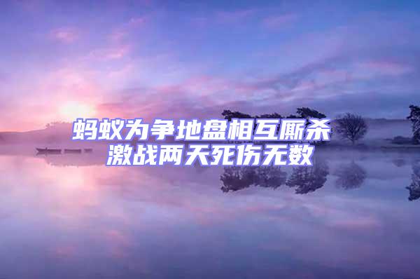 螞蟻為爭(zhēng)地盤相互廝殺 激戰(zhàn)兩天死傷無數(shù)