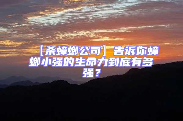 【殺蟑螂公司】告訴你蟑螂小強的生命力到底有多強?