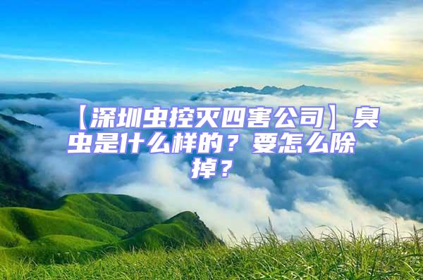 【深圳蟲控滅四害公司】臭蟲是什么樣的？要怎么除掉？
