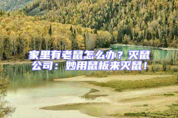 家里有老鼠怎么辦？滅鼠公司：妙用鼠板來滅鼠！