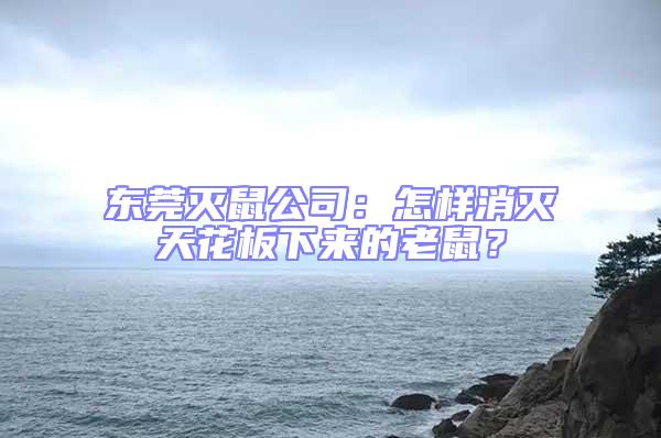 東莞滅鼠公司:怎樣消滅天花板下來的老鼠?