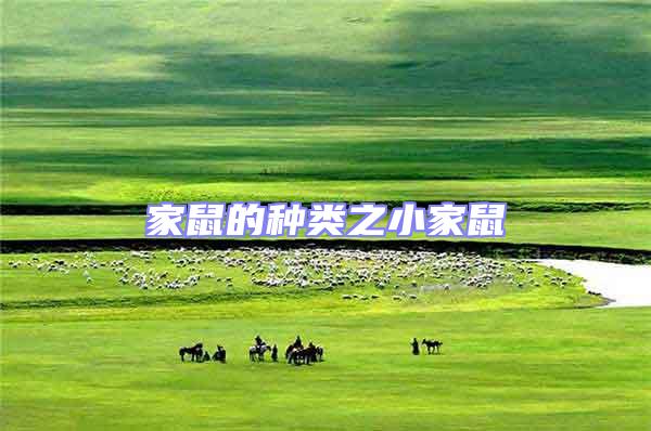 家鼠的種類(lèi)之小家鼠