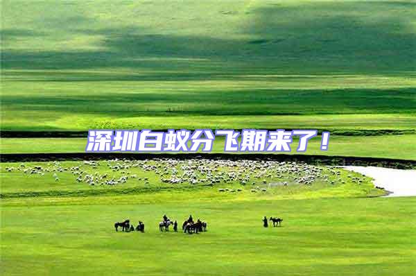 深圳白蟻分飛期來了！