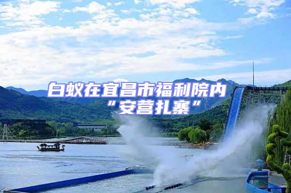 白蟻在宜昌市福利院內“安營扎寨”