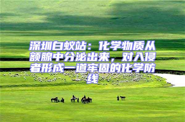 深圳白蟻站：化學物質(zhì)從額腺中分泌出來，對入侵者形成一道牢固的化學防線