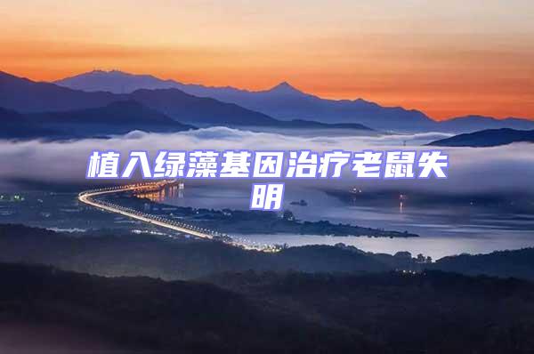 植入綠藻基因治療老鼠失明