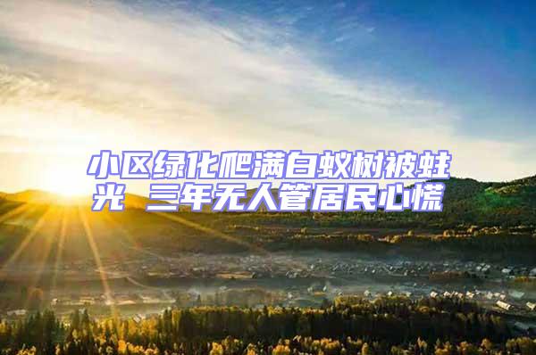 小區(qū)綠化爬滿白蟻樹被蛀光 三年無人管居民心慌