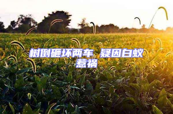 樹(shù)倒砸壞兩車(chē) 疑因白蟻惹禍