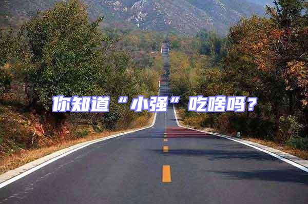 你知道“小強”吃啥嗎？