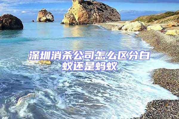 深圳消殺公司怎么區分白蟻還是螞蟻