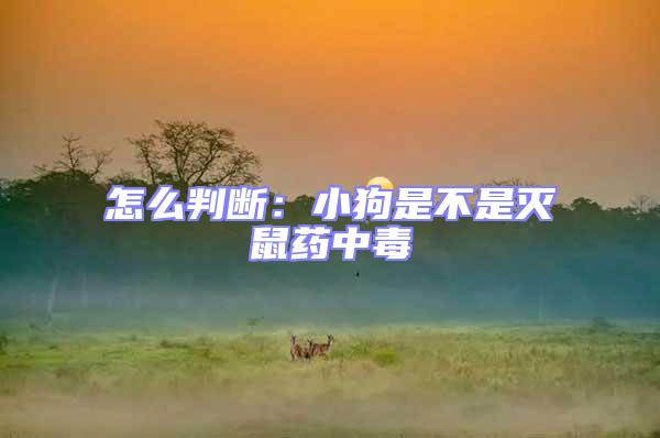 怎么判斷：小狗是不是滅鼠藥中毒