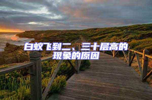 白蟻飛到二、三十層高的現(xiàn)象的原因