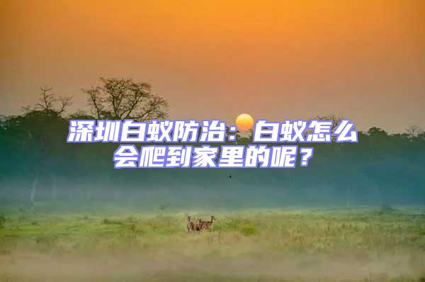 深圳白蟻防治：白蟻怎么會爬到家里的呢？