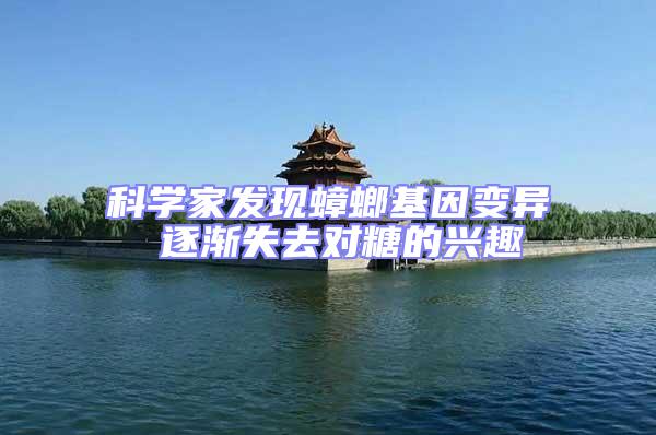 科學(xué)家發(fā)現(xiàn)蟑螂基因變異 逐漸失去對糖的興趣