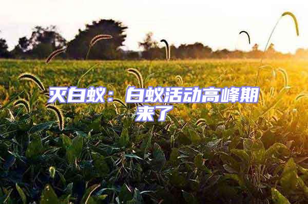 滅白蟻:白蟻活動高峰期來了