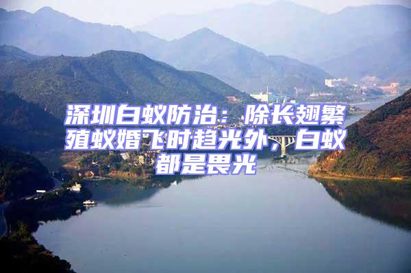 深圳白蟻防治：除長翅繁殖蟻婚飛時趨光外，白蟻都是畏光