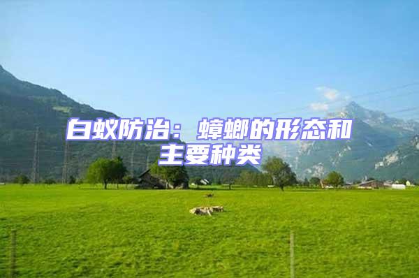 白蟻防治：蟑螂的形態和主要種類