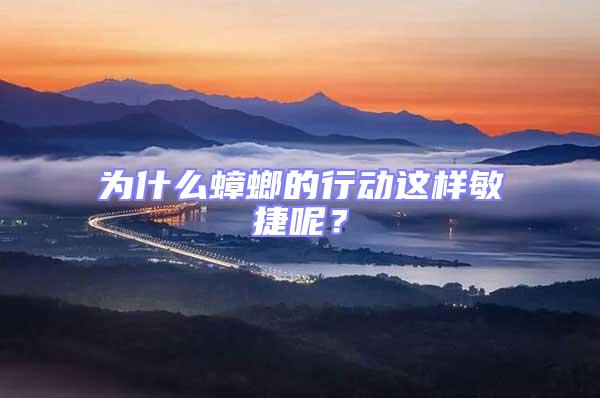 為什么蟑螂的行動(dòng)這樣敏捷呢？