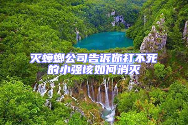 滅蟑螂公司告訴你打不死的小強(qiáng)該如何消滅