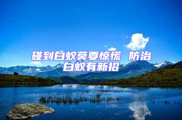 碰到白蟻莫要驚慌 防治白蟻有新招