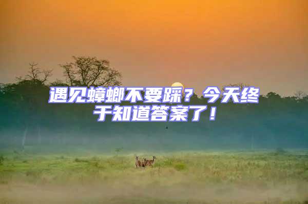 遇見蟑螂不要踩?今天終于知道答案了!