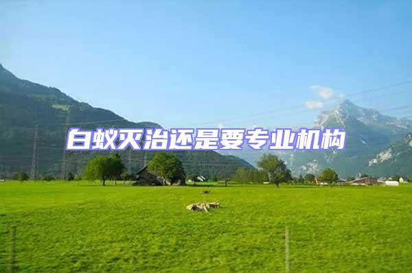 白蟻滅治還是要專業(yè)機(jī)構(gòu)