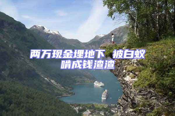 兩萬現金埋地下 被白蟻啃成錢渣渣