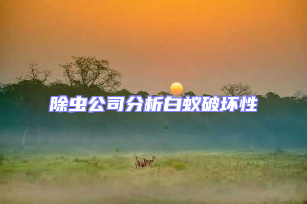 除蟲公司分析白蟻破壞性