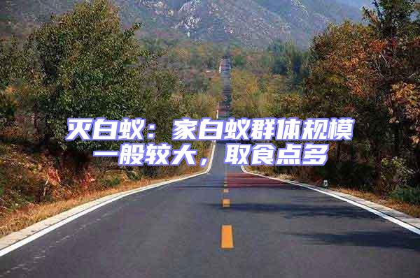 滅白蟻：家白蟻群體規模一般較大，取食點多