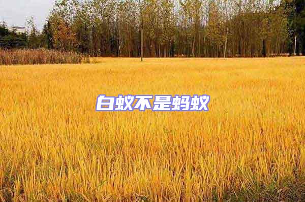 白蟻不是螞蟻