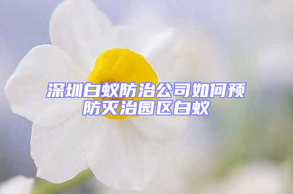 深圳白蟻防治公司如何預防滅治園區白蟻