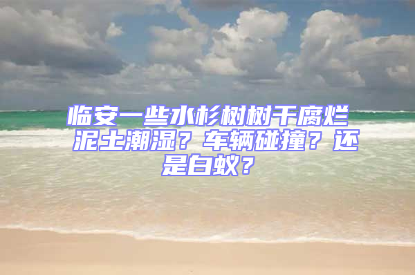 臨安一些水杉樹(shù)樹(shù)干腐爛 泥土潮濕？車(chē)輛碰撞？還是白蟻？