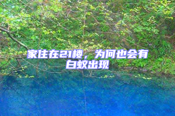 家住在21樓，為何也會有白蟻出現(xiàn)